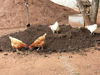 Picture of CHICKEN MANURE