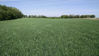 Picture of CHICKEN MANURE