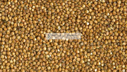 Picture of Sorghum