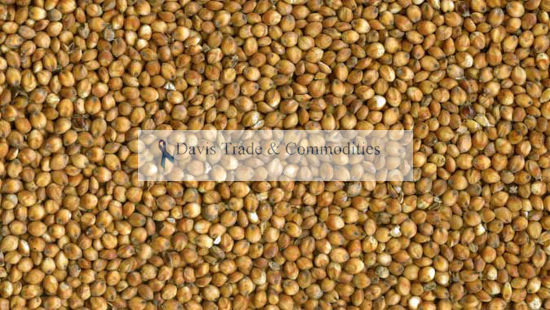 Picture of Sorghum