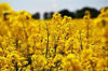 Picture of Canola Oil