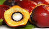 Picture of Palm Oil