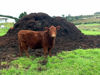 Picture of COW MANURE