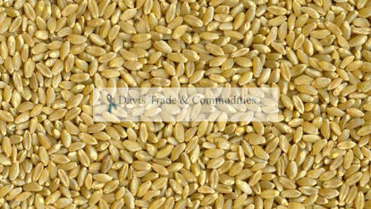 Picture of Wheat