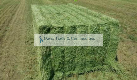 Picture of Alfalfa Hay