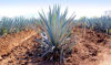 Picture of Agave Nectar