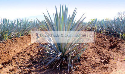 Picture of Agave Nectar