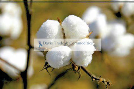 Picture for category Cotton