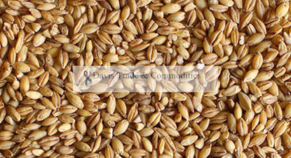 Picture of Barley