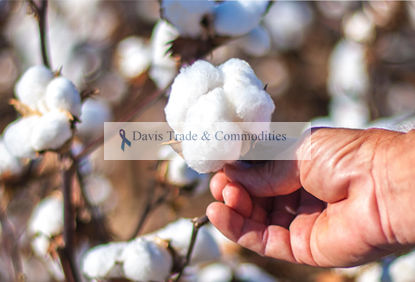 Picture of Pima Cotton