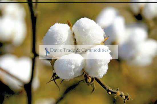 Picture of Upland Cotton