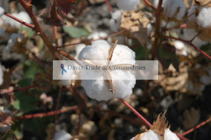 Picture of Acala Cotton