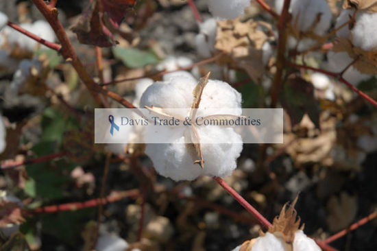 Picture of Acala Cotton